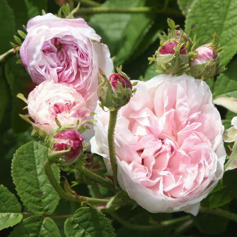 Bare Root Rose Earth Angel Parfuma with Light Pink Flowers (5-Pack) gallery