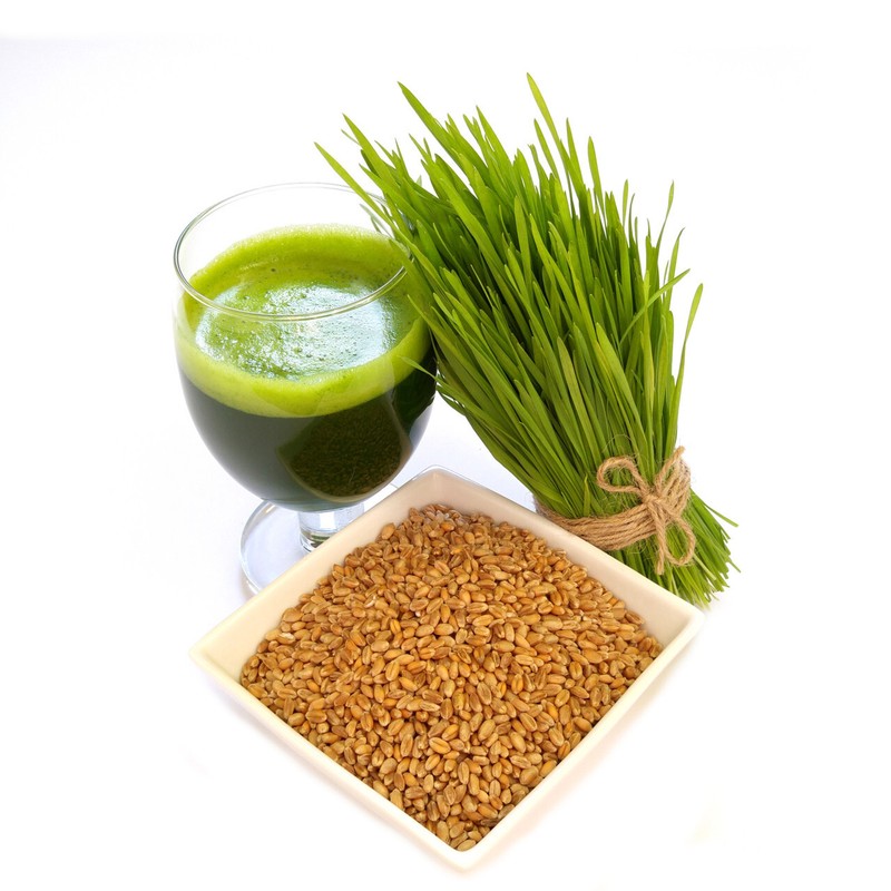 [ WHOLESALE ] Wheat Grass Seed- Guaranteed to Grow, Pets Friendly (USDA Organic) gallery