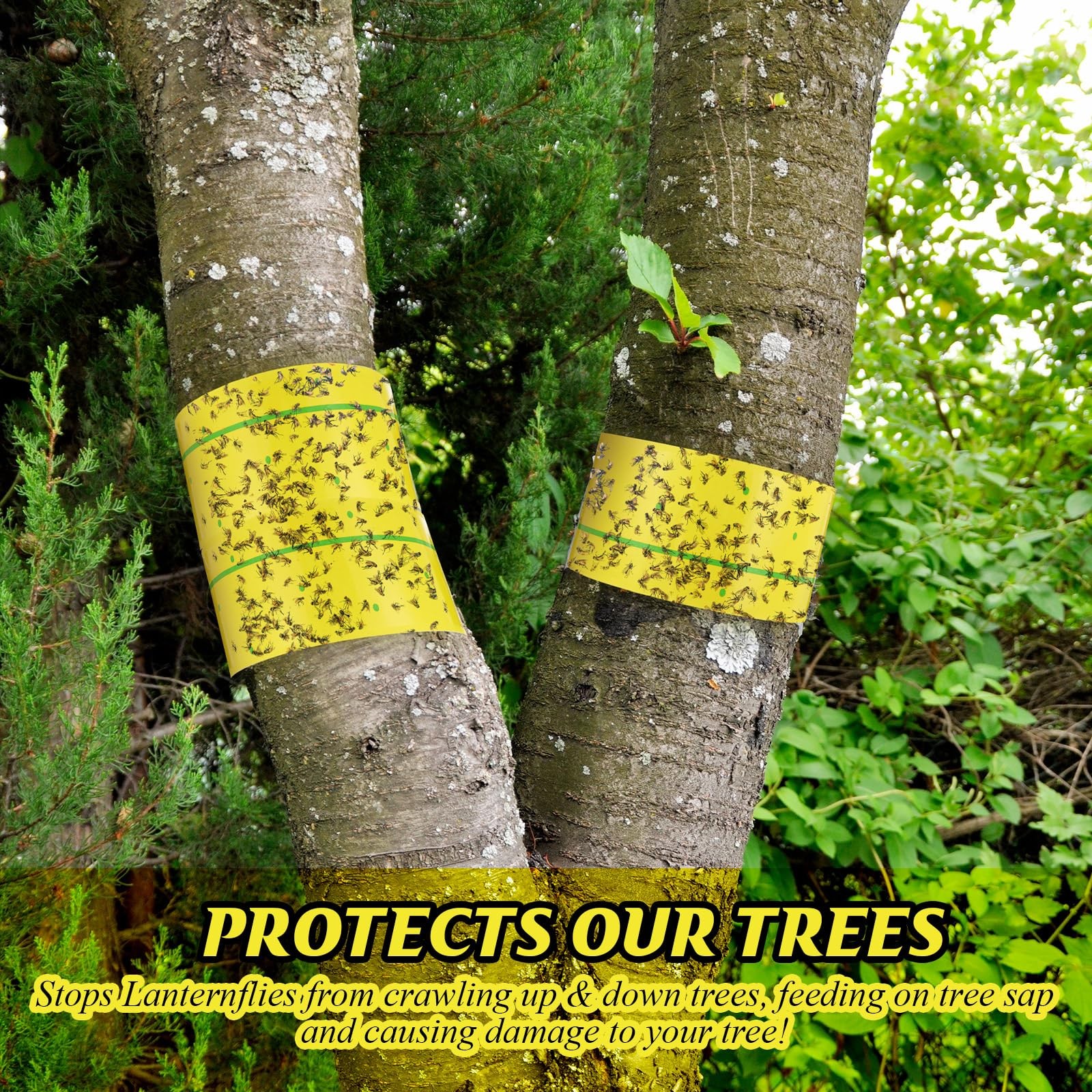 12PCS Spotted Lanternfly Tree Traps 30ft Sticky Barrier Wrap Garden Pest Control gallery