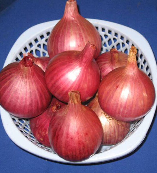 200+ Onion Seeds Ruby Red Onion Red Stem Scallion(Alllium cepa) USA gallery