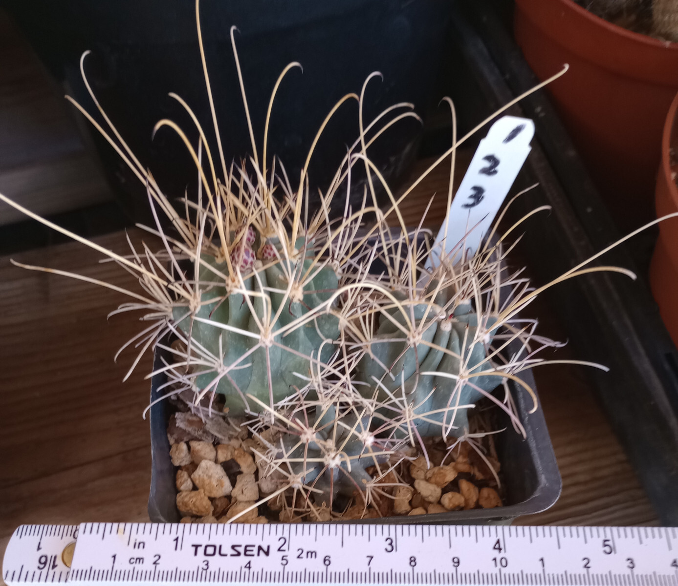 Sclerocactus wrightii Triple Heads Long Hook Spines Cold Hardy Cactus 123 gallery