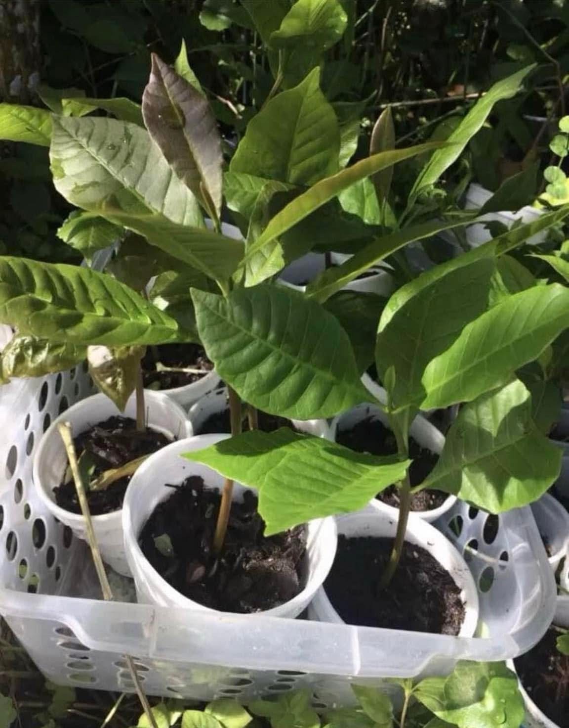 Yellow Cashew Tree -7- 15 inch-Yellow Fruit- Cashew Apple Tree gallery