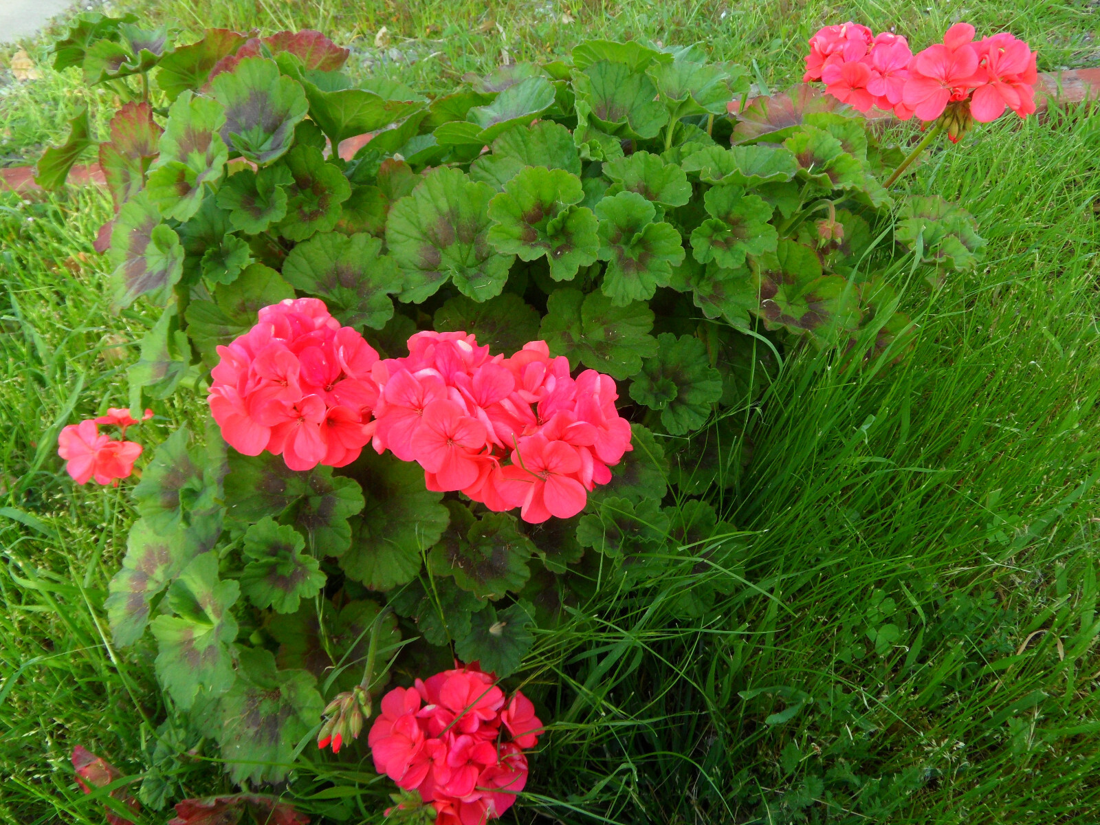 6 cuttings Geranium Orange Plant Garden Classic Zonal Geranium 5 inches length gallery
