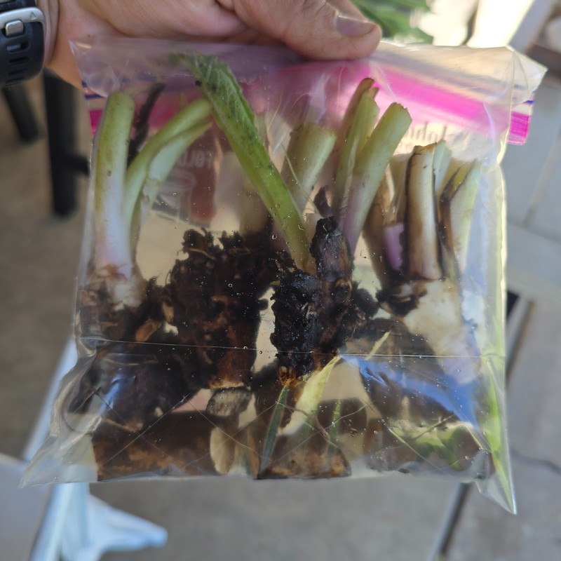 Comfrey Crowns (5-Pack) – Bocking 14 Variety | Freshly Dug | Veteran Urban Farm gallery