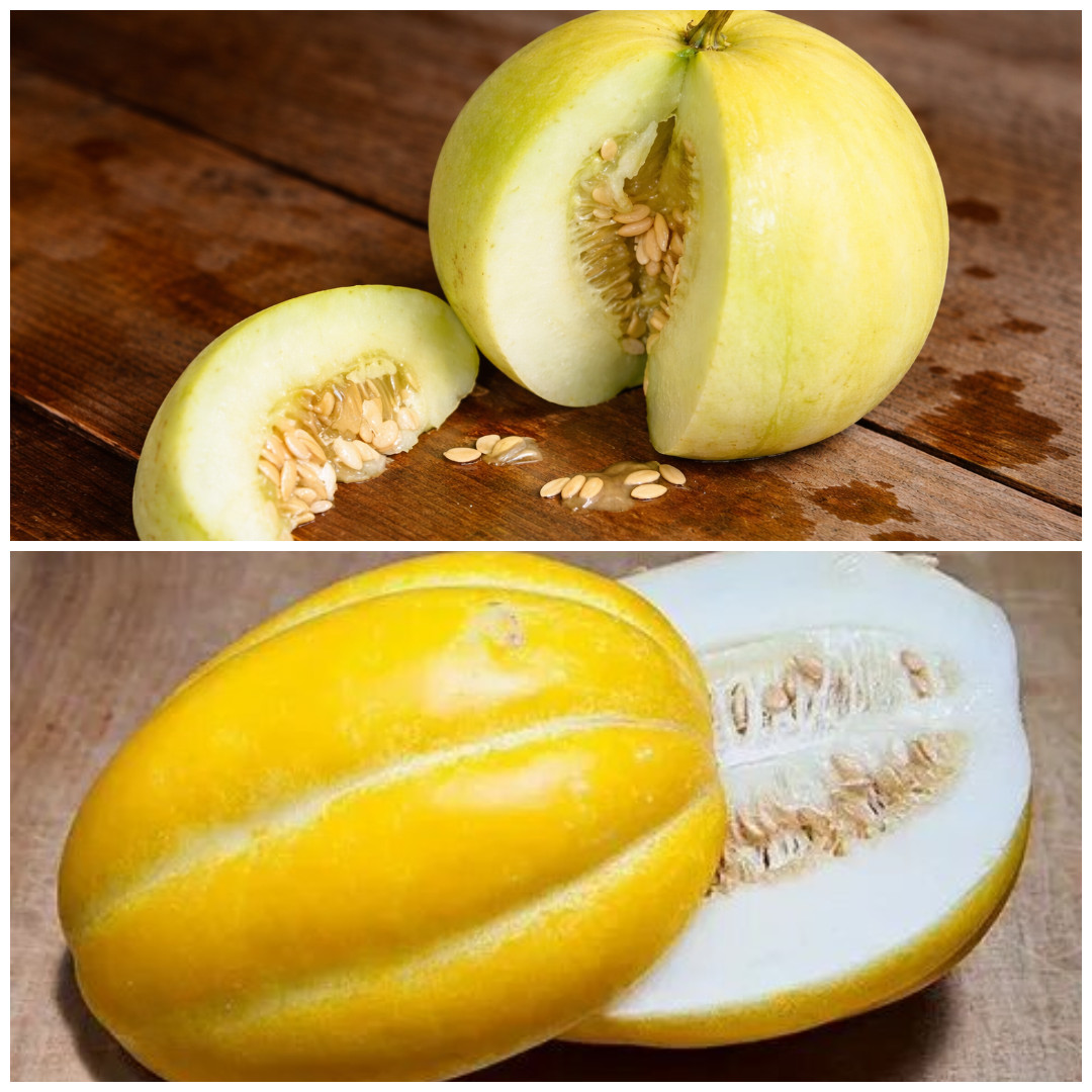 120ct Sweet Asian Desert Melon Seed Combo - Sakata's Sweet & Early Sliver Line gallery