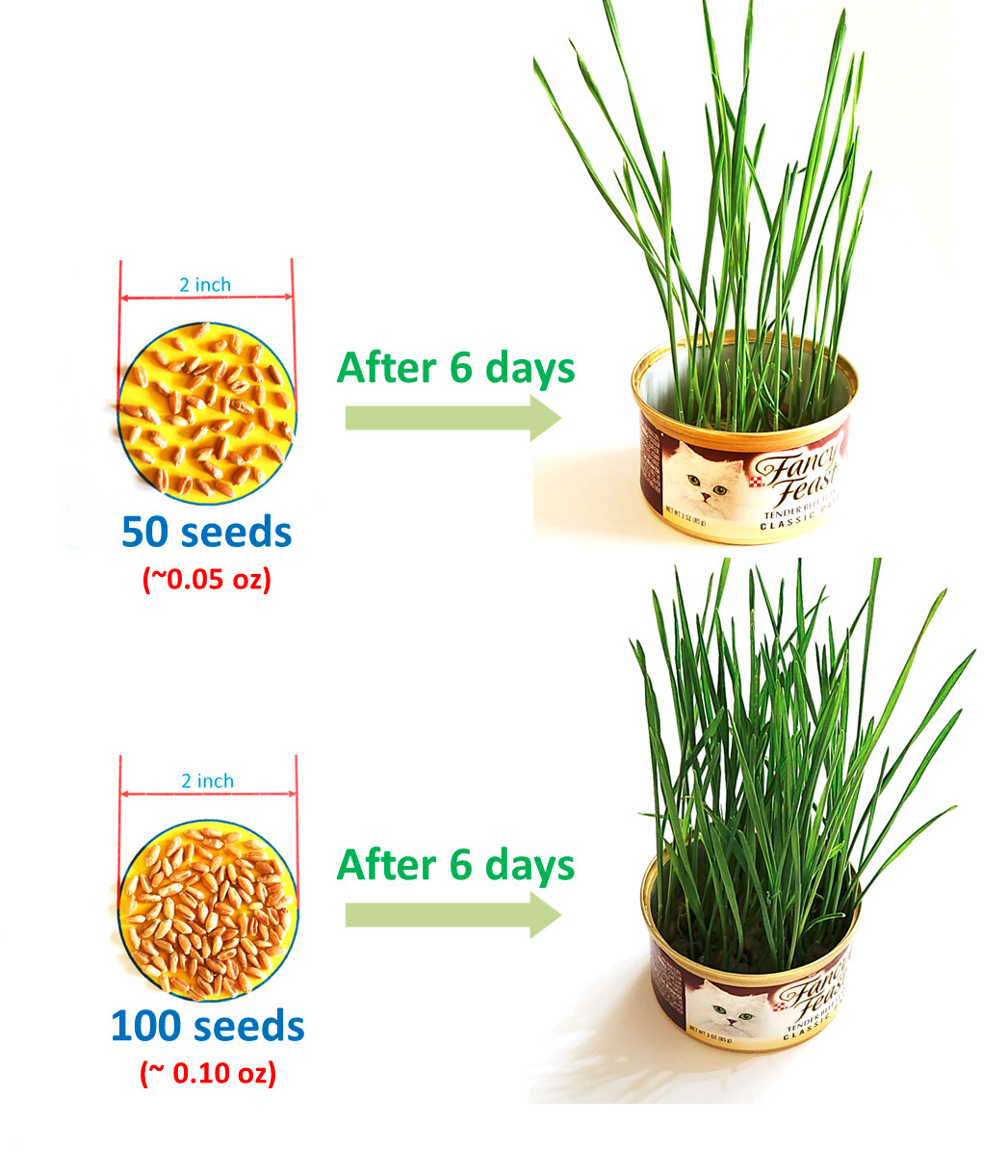 12g(400+) Cat Grass Wheat Sprouting Seeds 0.42oz-Fast Growing Non-GMO Wheatgrass gallery