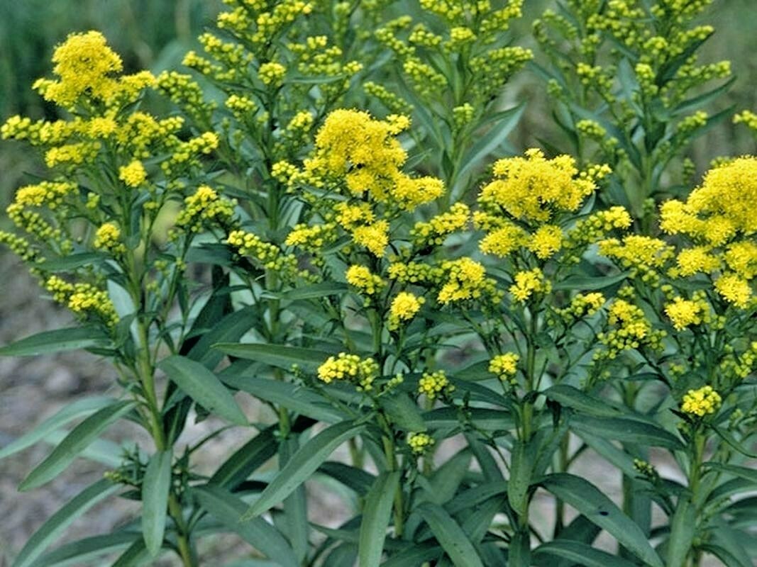 101+STIFF GOLDENROD Seeds Native Wildflower Drought Heat Cold Autumn Flowers gallery