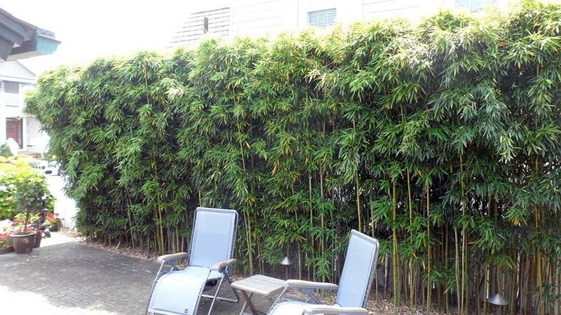 4 - Harbin Inversa Phyllostachys Bamboo -Colorful/Very Cold Hardy Down to -26 gallery