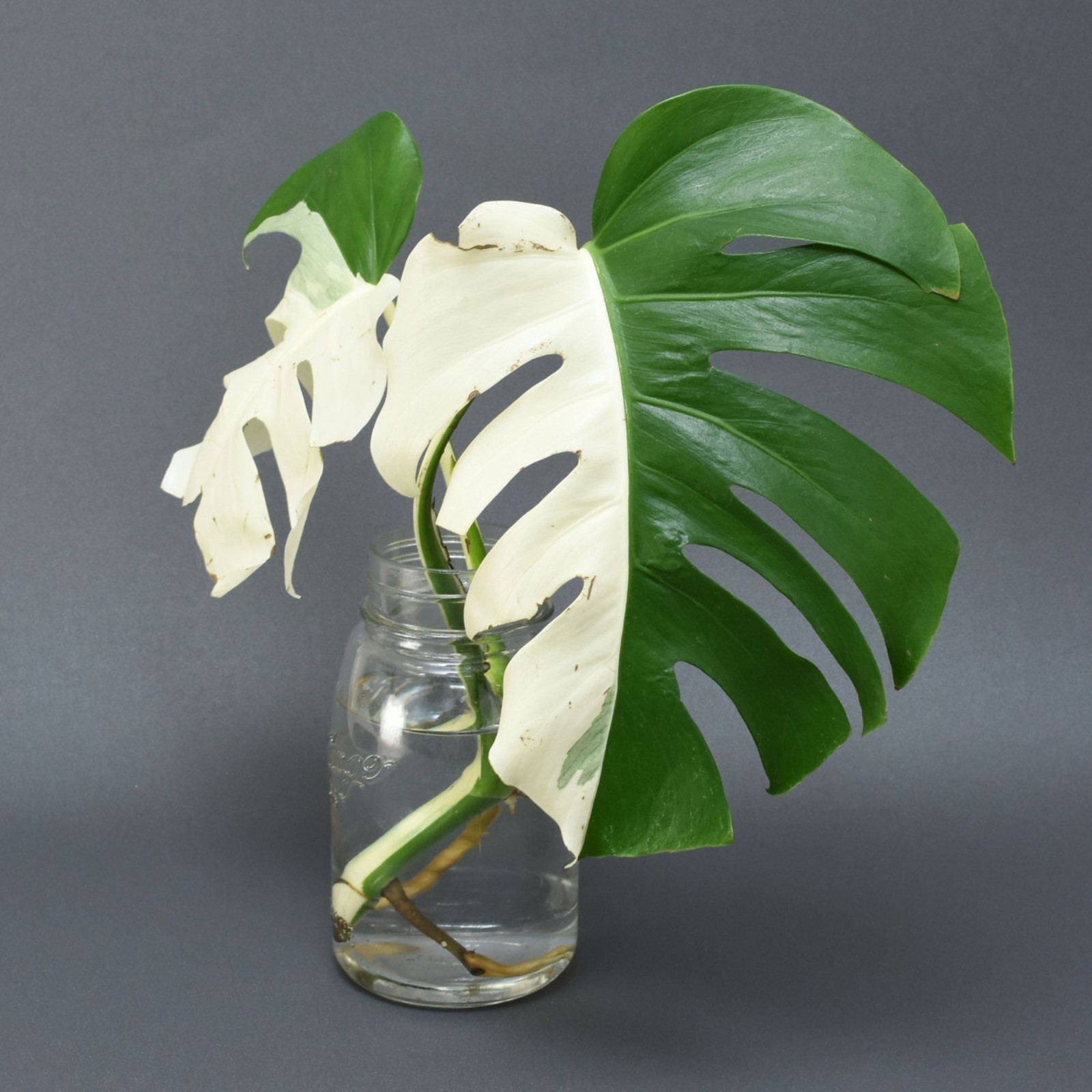 Monstera Halfmoon Albo House Variegated Rare Tropical Starter Plant Cuttings gallery