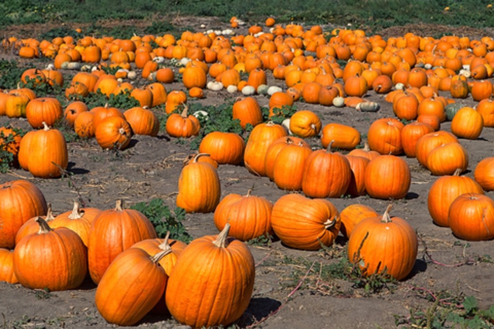 Howden Pumpkin Seeds