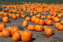 Howden Pumpkin Seeds