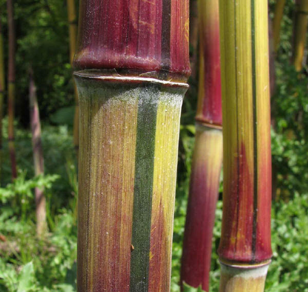 4 - Harbin Inversa Phyllostachys Bamboo -Colorful/Very Cold Hardy Down to -26 gallery