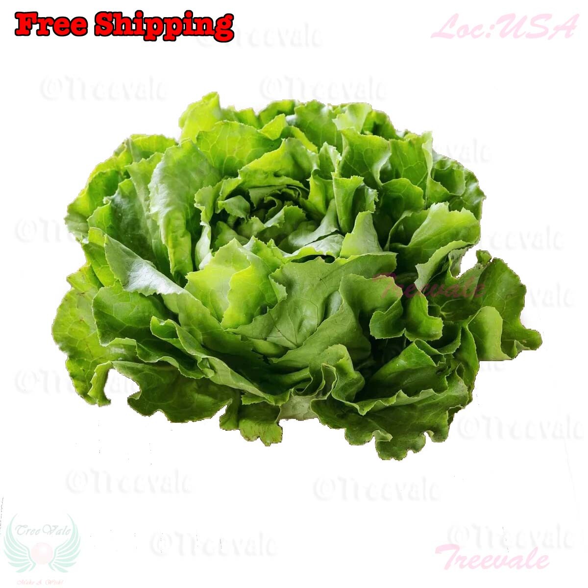 Buttercrunch Butterhead Lettuce Seeds - Early Green | Butter head Lettuce Seeds gallery