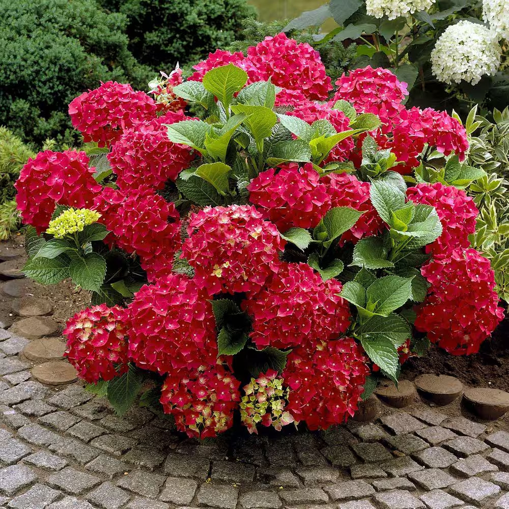 1 Gal. Red Beauty Hydrangea Shrub with Red Flowers gallery