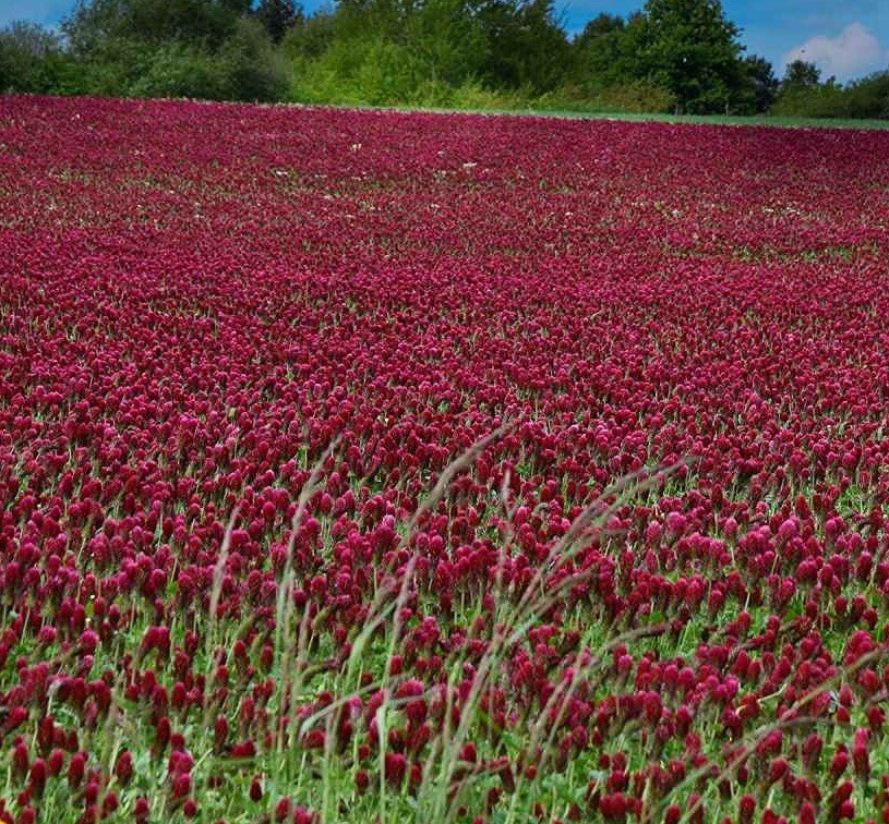 300 Crimson Clover Dixie (Trifolium Incarnatum) seeds (Non-GMO) Inoculated gallery
