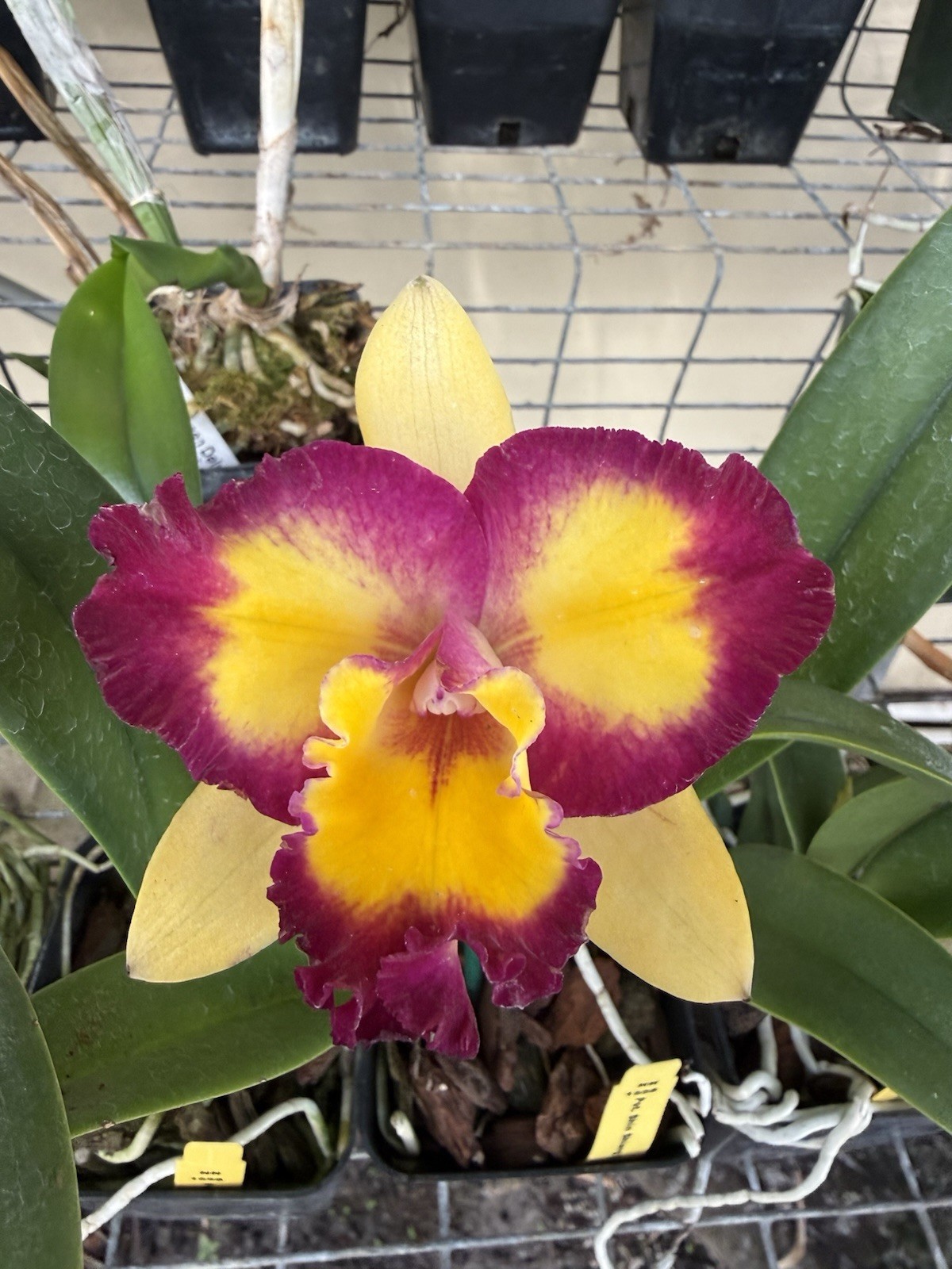 Pot. Shin Shiang Diamond 'Tai Young’ Cattleya Orchid plant BS 4.5” gallery
