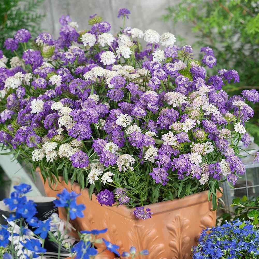 400 Seeds Candytuft Dwarf Mix Wild Flower Cover & Border Free Shipping & Track gallery