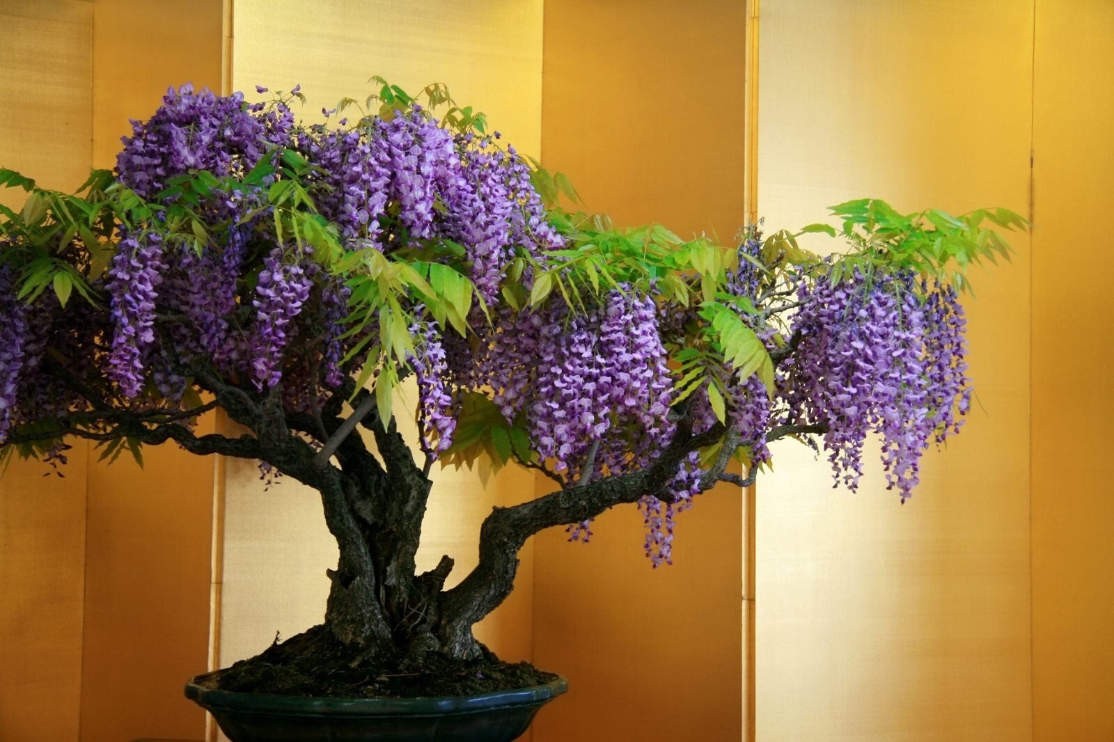 Bonsai Wisteria Tree seeds 2 count~ Blooms and Fragrant gallery