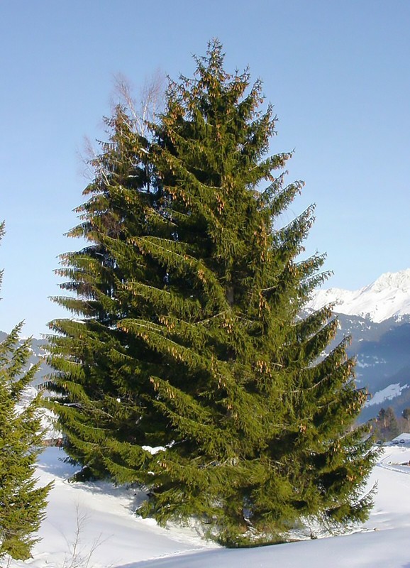 Norway Spruce, Picea abies, Tree Seeds gallery