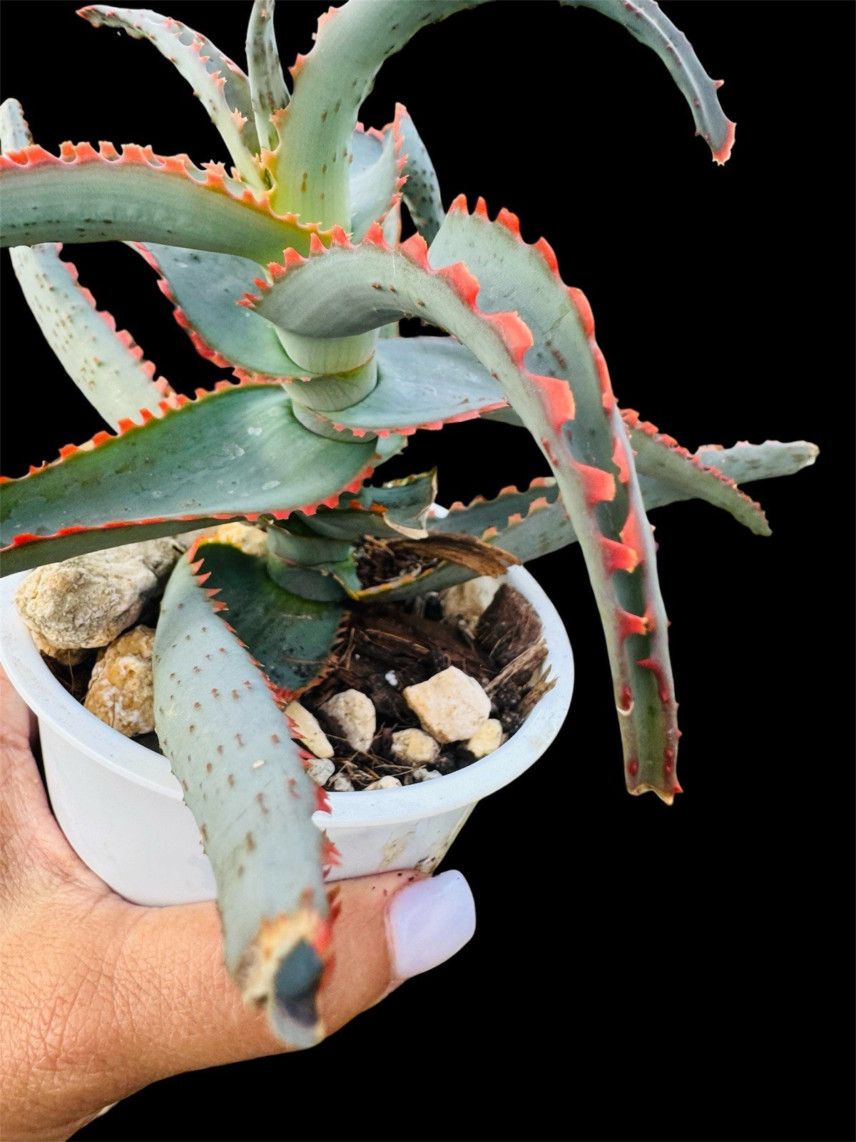 Aloe ‘Sunset’ Rare Colorful Aloe – Blue Green Leaves with Bright Red Coral Edges gallery
