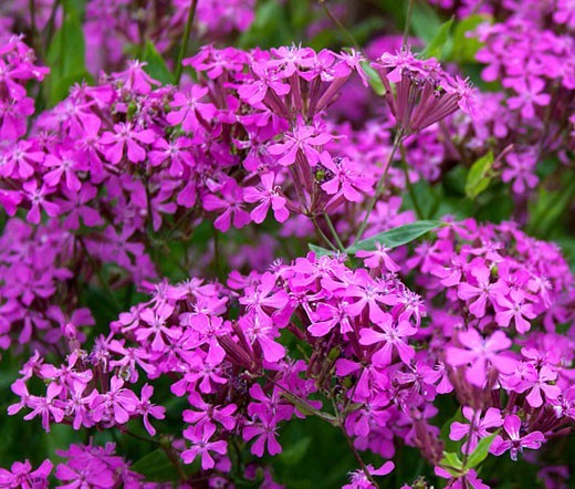 None So Pretty Catchfly Seeds (silene armeria), Sweet William Catchfly gallery