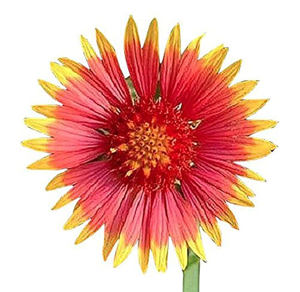 Texas & Oklahoma Wildflower Seeds Mix - Native Annuals, Perennials and Texas ... gallery