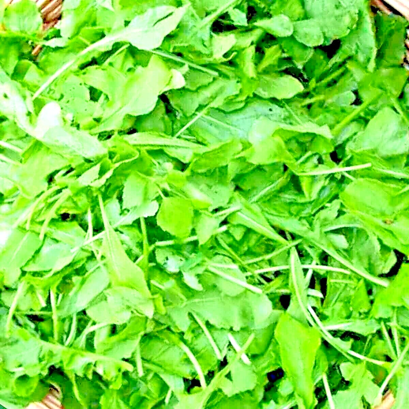 2000+ ARUGULA SEEDS FALL VEGETABLE GARDEN SALAD GREENS HERBS MICROGREENS NON-GMO gallery
