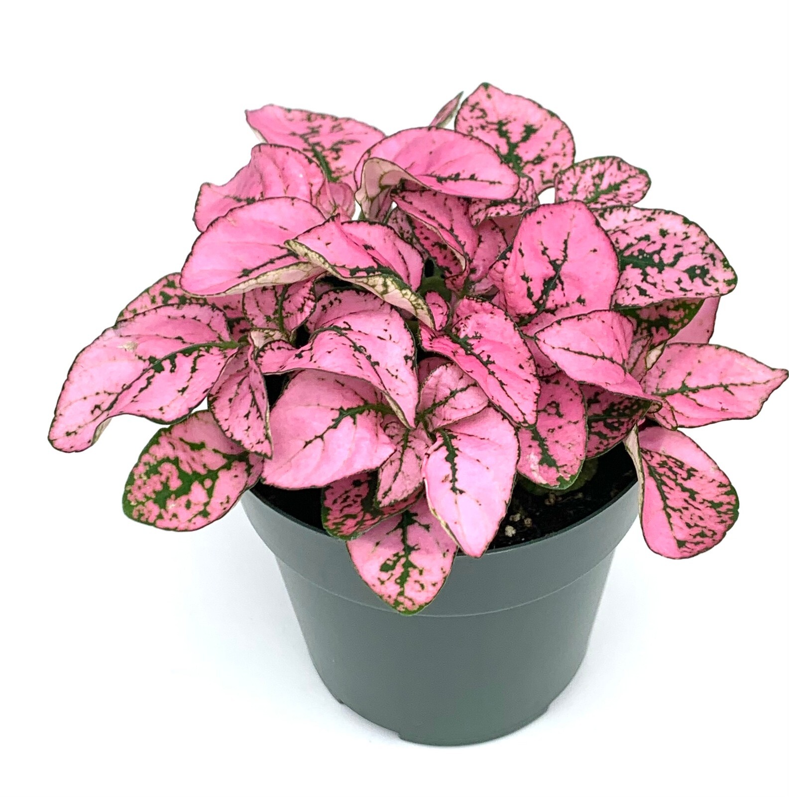 Hypoestes Pink Splash Live Potted House Plants Air Purifying, 2.5" Pot gallery