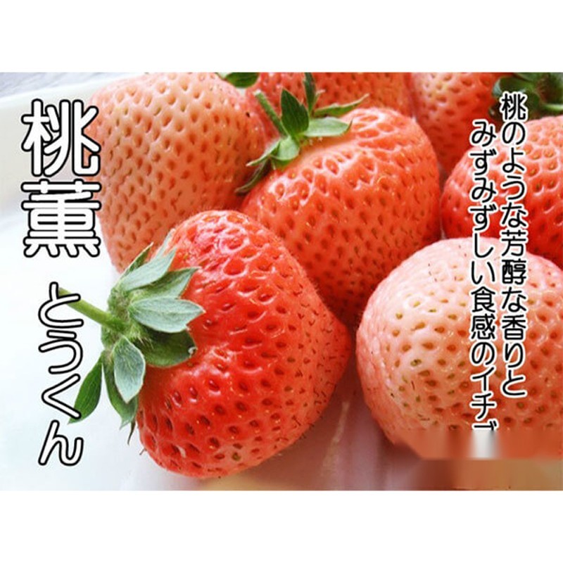 Peach Strawberry "Momo Ichigo" plants, 6 plants, potted 桃薫（とうくん） gallery