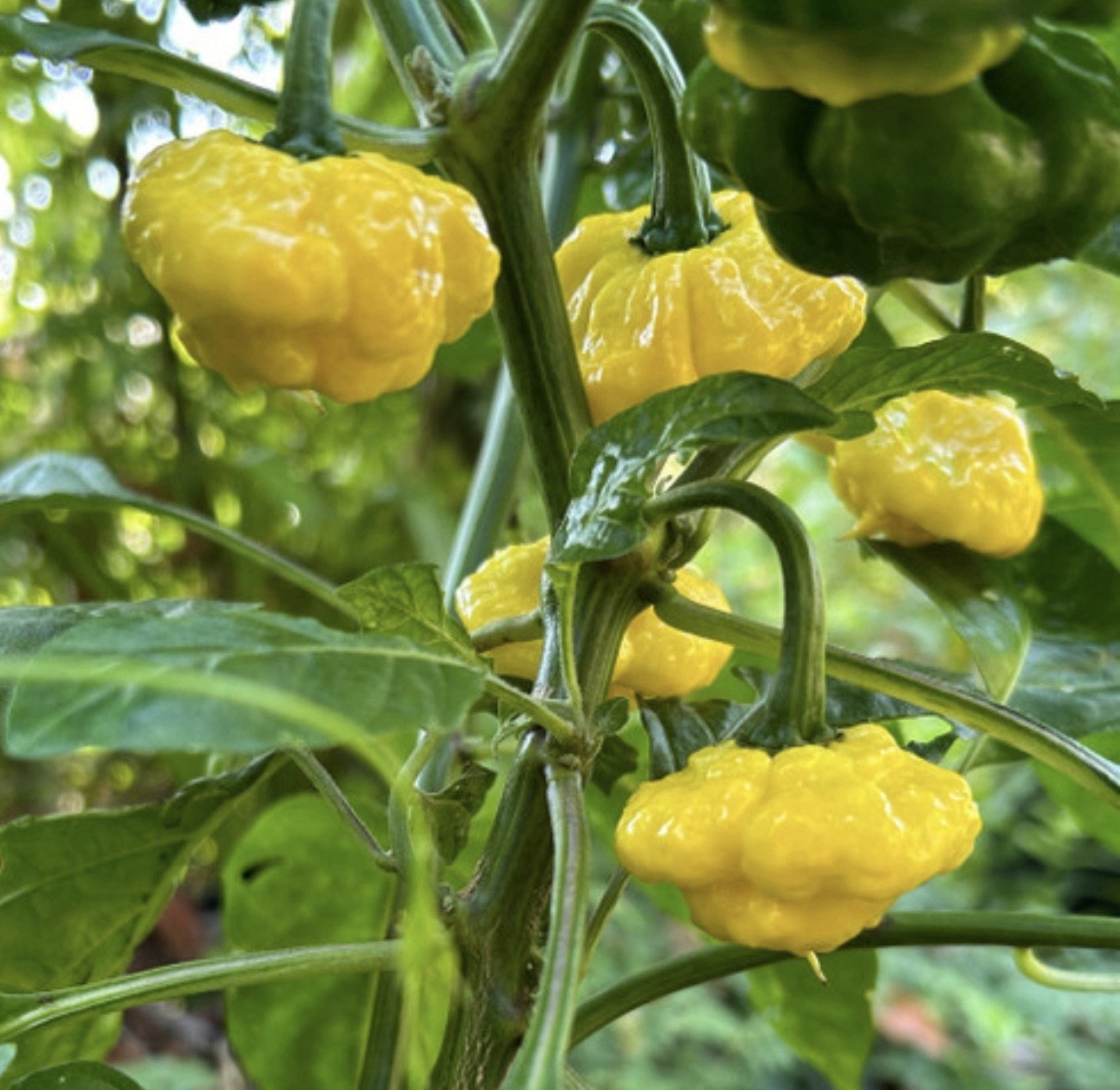 Popular!! 5 Lemon Starburst Pepper Plants!! Ready To Ship gallery