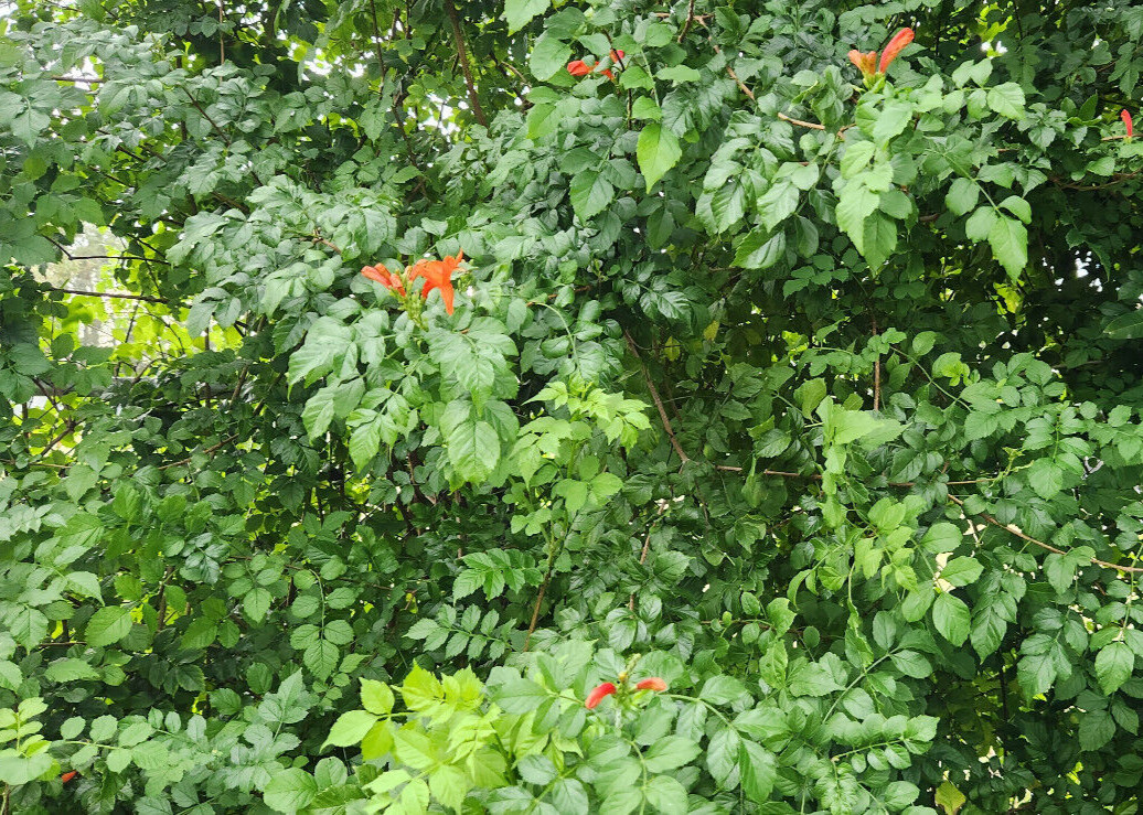 Cape Honeysuckle - Tecomaria Capensis Flower Attracts Butterflies & Hummingbirds gallery