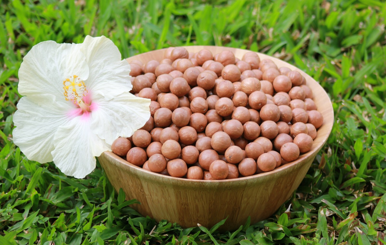 In Shell Macadamia Nuts Hawaiian deluxe gift set (11 pounds / TJ's nutcracker) gallery