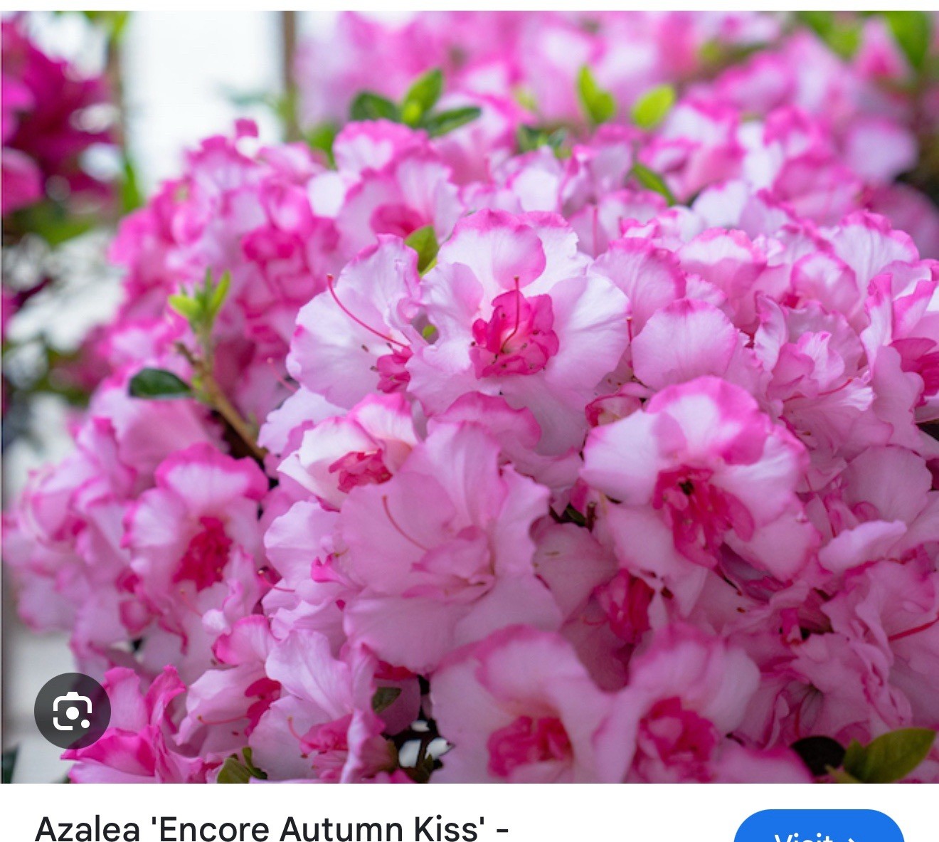 ~~ENCORE AUTUMN KISS~~Azalea Deciduous Well Rooted Starter Plant~~ gallery