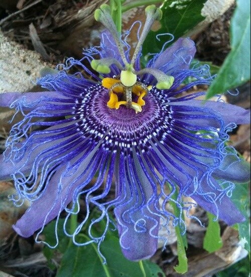 ~~MAYPOP PASSIFLORA~~Starter Plant~~Passiflora Incarnata~~BUTTERFLY HEAVEN! gallery
