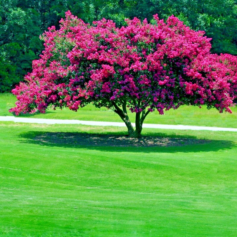 CRAPE MYRTLE TREE SEEDS Crepe (Lagerstroemia Indica) Fast Lilac Flower Plant gallery