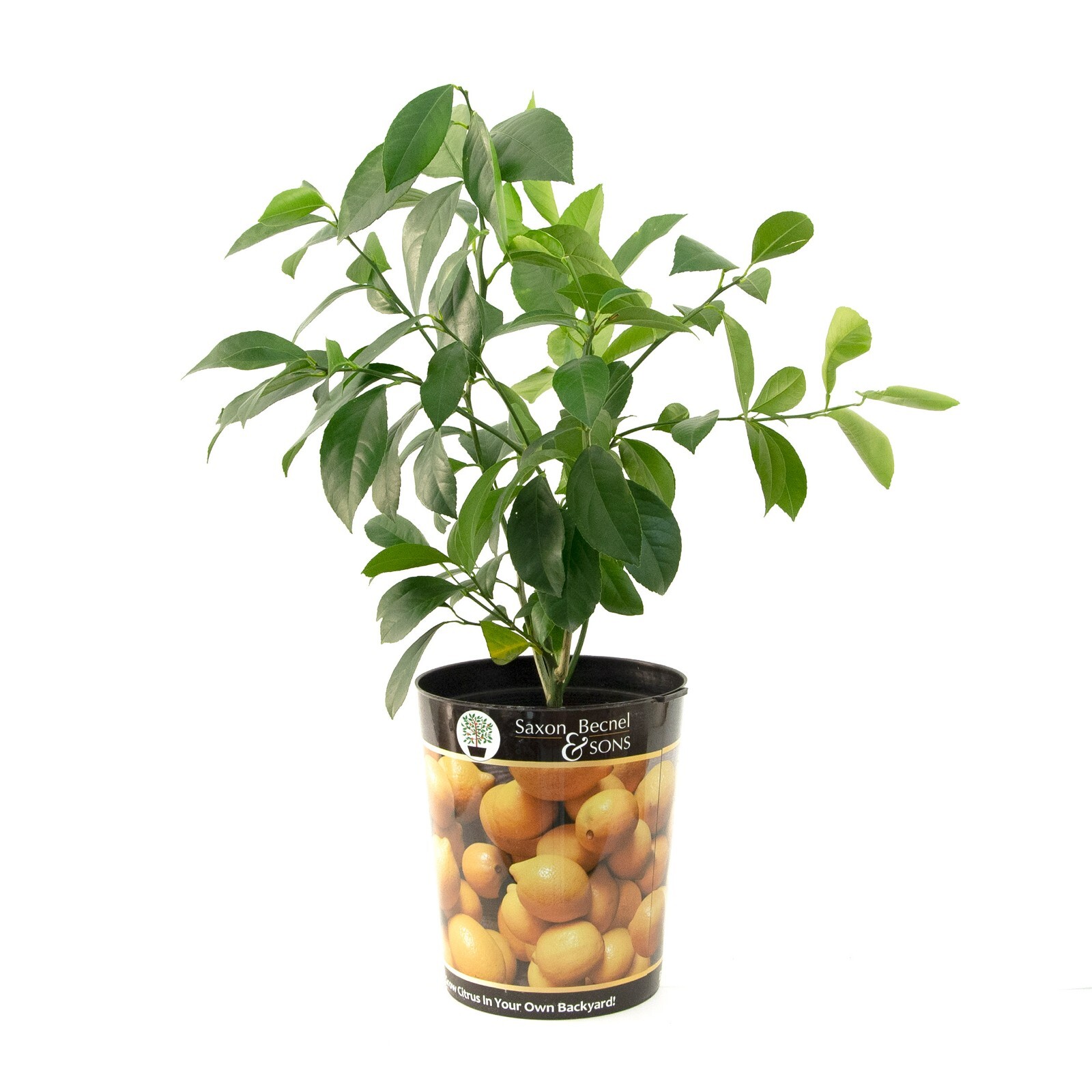 Garden State Bulb Meyer Lemon Tree, Citrus, Live Plant (1 Gallon Potted) gallery