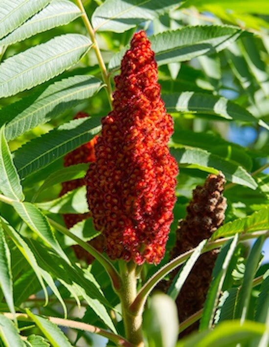 Staghorn Sumac Seeds Rhus Typhina Native Red Lemonade Red Fall Colors Landscape gallery
