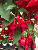 Marinka Fuchsia Starter Live Plant - 2-5" Tall - 3" Pot - Zones 9-11 gallery