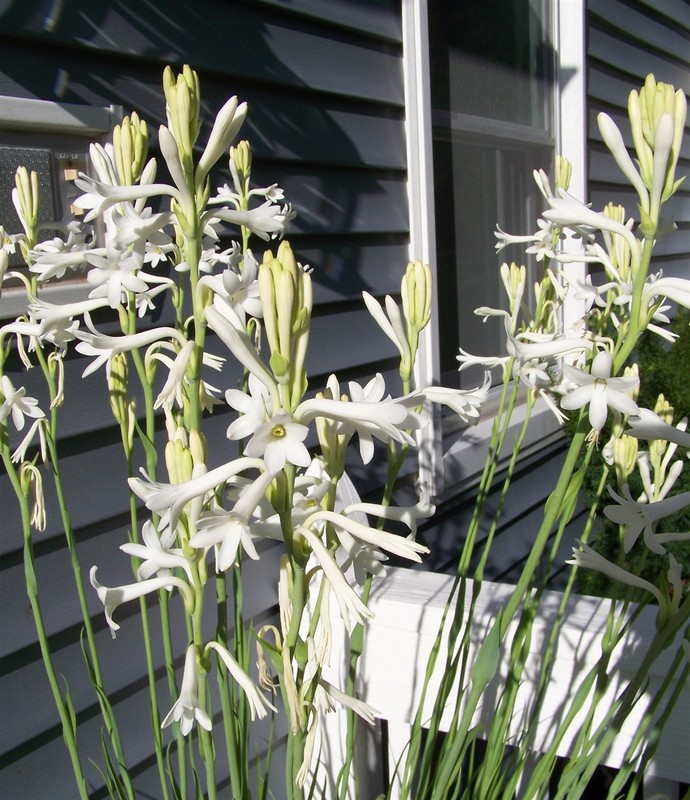 White Tuberose Bulbs single large clump Mexican Fragrant Polianthes Agave Amica gallery