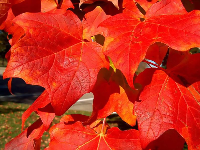 Red Maple, Acer rubrum, (Northern Source) Tree Seeds (Fast, Fall Colors) gallery