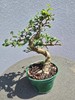 Chinese Elm pre bonsai small #2 gallery
