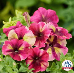 Petunia “Shake Raspberry” Live Annual Starter Plants/Plugs, 10 “baby” Plants