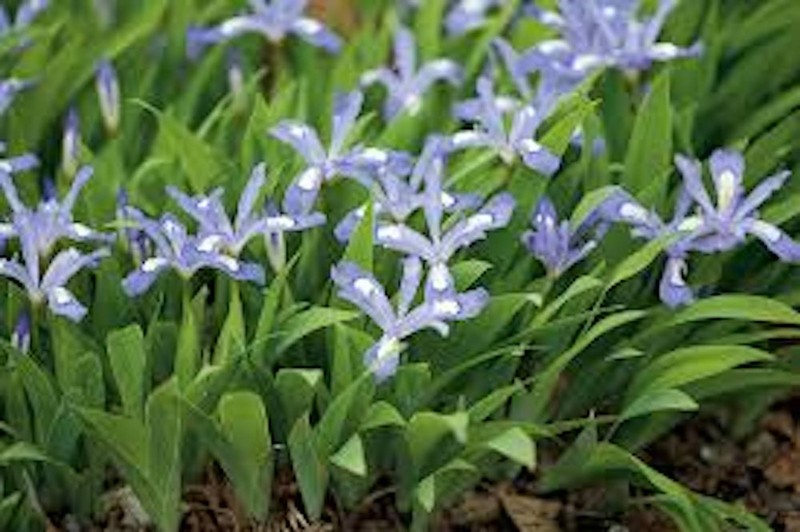 10 Dwarf Crested Iris Bare Root Iris Cristata Wildflower gallery