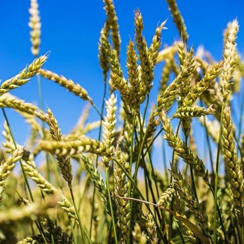 Recleaned Wheat Seeds 10LB For Sprouting & Bird Feed Great For Chicken gallery