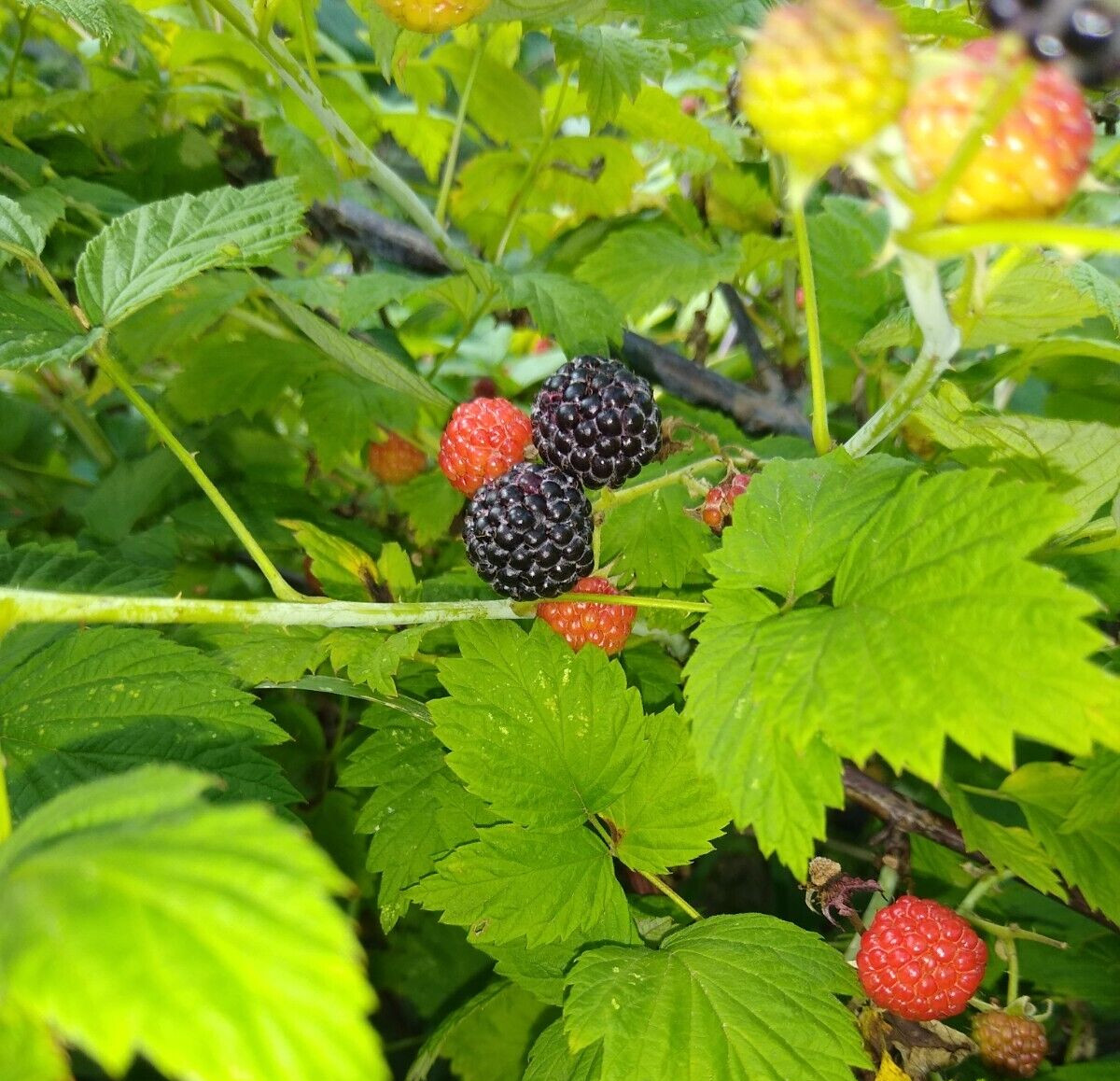ORGANIC BLACK RASPBERRY 250+ Seeds, Fresh, Made in USA gallery