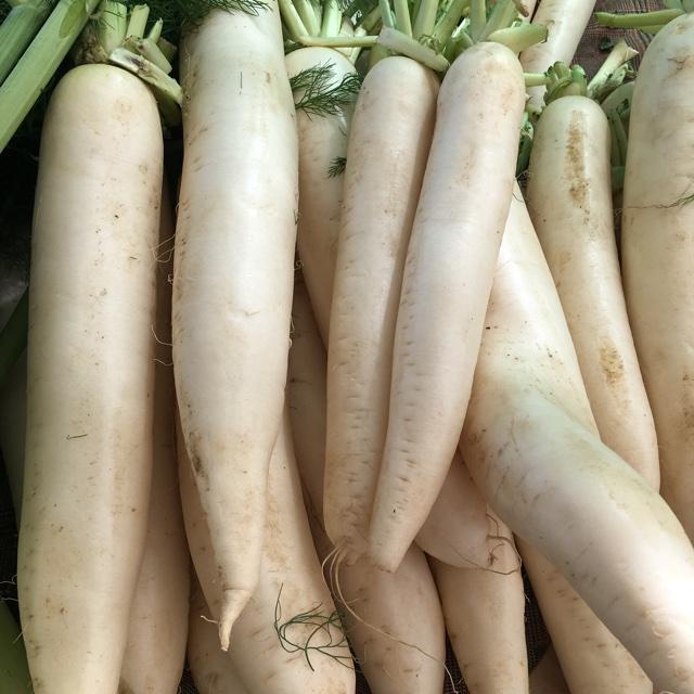 Daikon Radish, Deer Food Plot, Extremely Large Radish, Japanese Horseradish gallery