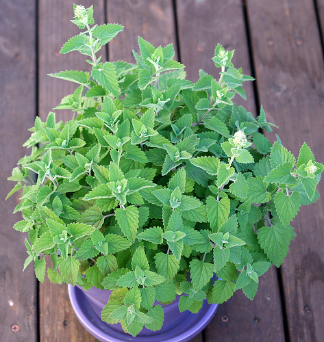 CATNIP * 100 SEEDS* gallery