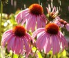 CONEFLOWER PURPLE Echinacea Purpurea - 2,200 Bulk Seeds gallery