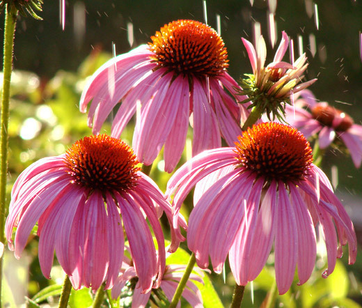 CONEFLOWER PURPLE Echinacea Purpurea - 2,200 Bulk Seeds