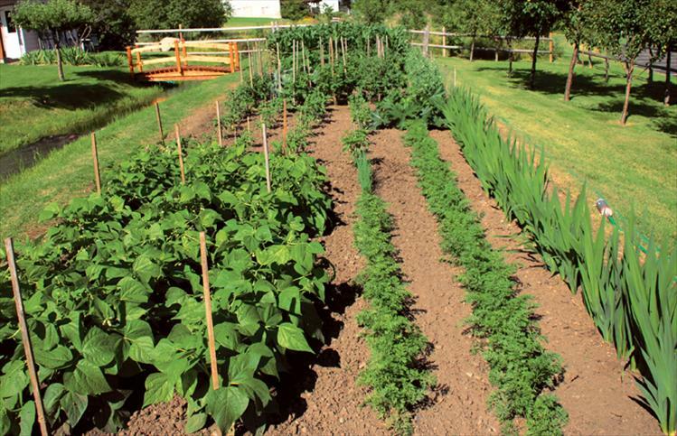 DOOMSDAY/PREPPERS SURVIVALIST EMERGENCY Cache 101 Varieties! 47,000+ Seed KIT gallery